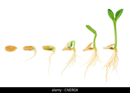Sequenza di zucca di piante che crescono isolate, evoluzione del concetto Foto Stock