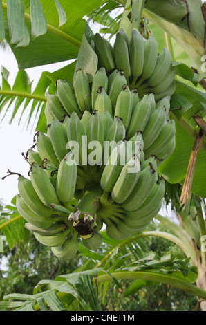 Grappolo di banane verdi su una banana Palm tree in Phuket, Tailandia Foto Stock