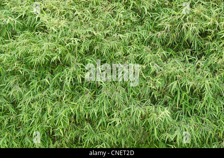 Grandi foglie di bambù in Thailandia Foto Stock