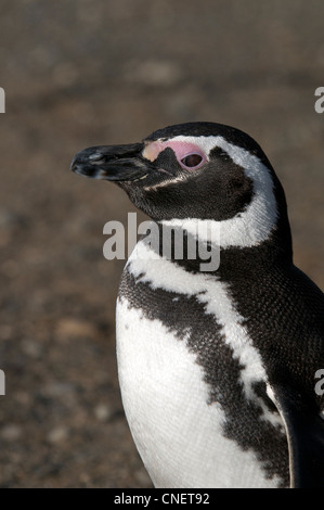 Close-up pinguino Megellanic Isola Magdalena Patagonia meridionale del Cile Foto Stock