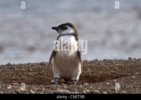 I capretti Megellanic penguin Magdalena Isola Sud Patagonia Cile Foto Stock