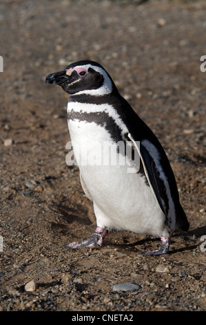 Pinguino Megellanic Isola Magdalena Patagonia meridionale del Cile Foto Stock