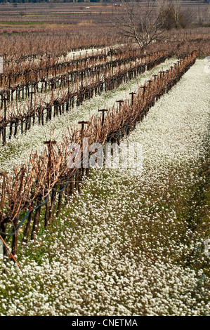 I tappeti di fiori selvatici sotto le vigne appena prima di potatura in primavera, il Nemea, Corinthia, Peloponneso, Grecia Foto Stock