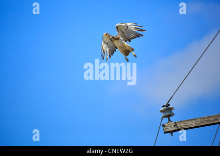 Red-tailed Hawk, Buteo jamaicensis fuertesi decollare da un palo telefonico a NWR Lacassine, Louisiana. Foto Stock