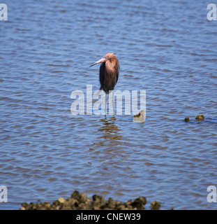 Garzetta rossastra, Egretta rufescens. Garzetta rossastra in allevamento del piumaggio in piedi su un oyster reef. Foto Stock