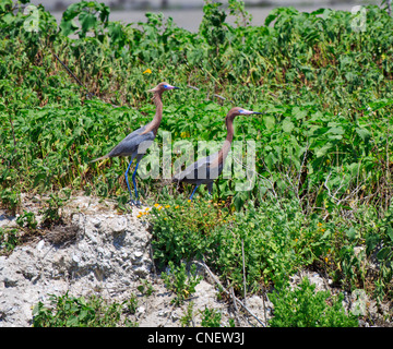 Rossastro, Garzette Egretta rufescens. Una coppia di aironi rossastro sulla Intracoastal Waterway in Texas. Foto Stock