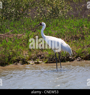 Pertosse, gru Grus americana, adulto a Aransas N.W.R., Gulf Coast, Texas Foto Stock