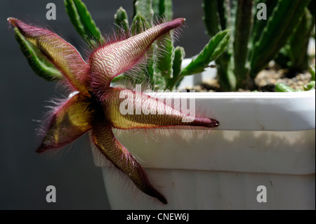 Stapelia gettleffii fiore Foto Stock