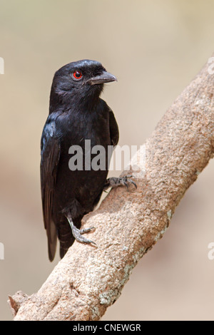 Forcella-tailed Drongo Foto Stock