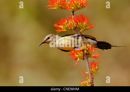 Bella Sunbird Foto Stock