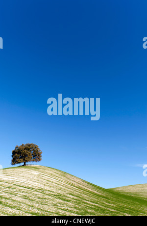 Sulle colline vicino a Prado del Rey, Andalusia, Spagna Foto Stock