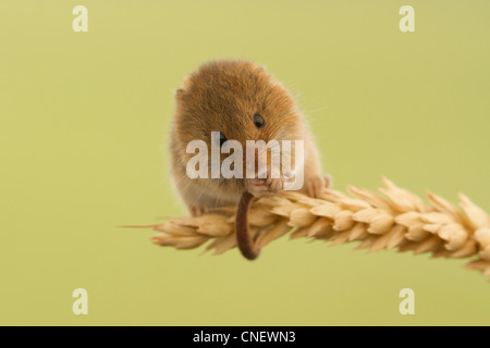 Harvest Mouse, Micromys minutus, sul mais (prigioniero) Foto Stock