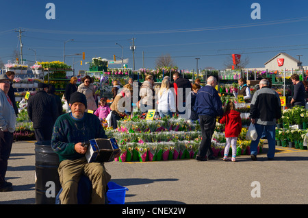 Suonatore ambulante di fisarmonica con gli acquirenti di fiori all'aperto per esterni st jacobs farmers market in Ontario Foto Stock