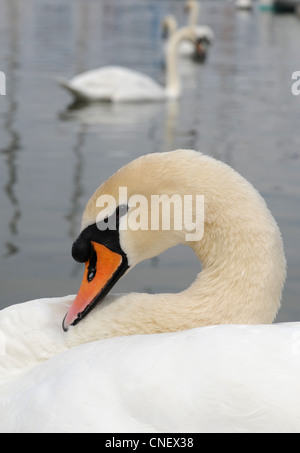 Cigno (Cygnus olor) sul Lago di Ginevra Foto Stock