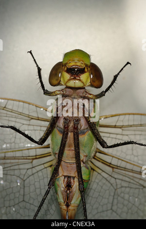 Verde, Darner Anax junius, dragonfly Foto Stock