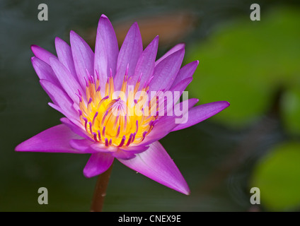 Violetta lotus sulla foglia verde sullo sfondo Foto Stock