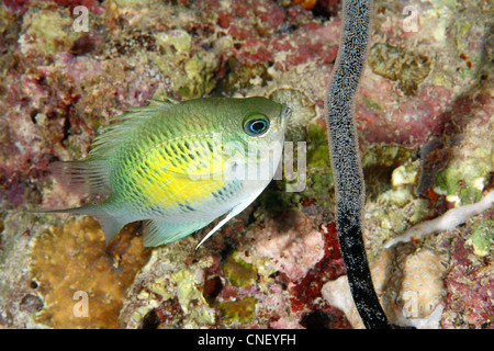 Voce maschile staghorn castagnole o sergente maggiore pesce, Curacao Amblyglyphidodon tendendo le uova deposte su un mare morto frusta. Foto Stock