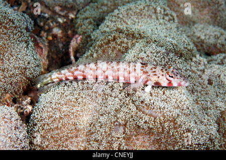 Femmina Sandperch retinato o Spotted Grubfish, Parapercis clathrata.Tulamben, Bali, Indonesia. Mare di Bali, Oceano Indiano Foto Stock