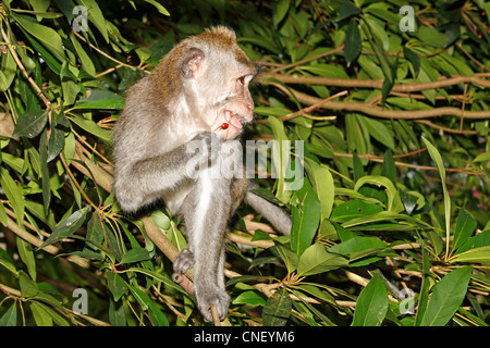 Lunga coda Macaque, o granchio mangia macaco Macaca fascicularis, mangiando i frutti di bosco. Sangeh Monkey Forest, Ubud, Bali, Indonesia Foto Stock