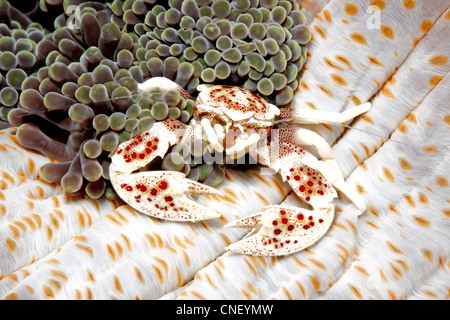 Il Granchio di porcellana, Neopetrolisthes maculatus, vivendo in un anemone marittimo. Noto anche come Neopetrolisthes ohshimai e Neopetrolisthes maculata Foto Stock