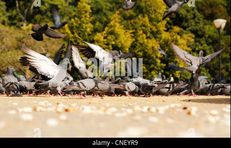 Molti piccioni in un parco alimentare sui granuli in una giornata di sole Foto Stock