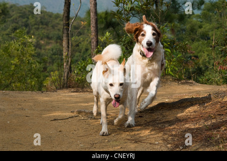 Un irlandese rosso e bianco e Setter di razza mista Shiba Inu cane che corre lungo un sentiero in un parco. Foto Stock