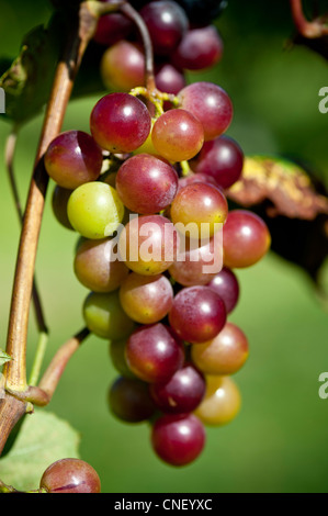 Grappolo di uva rossa appeso dal vitigno su una produzione di fattoria Foto Stock