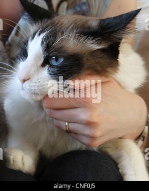 Una chiusura di un bel gatto essendo trattenuto e petted. Foto Stock