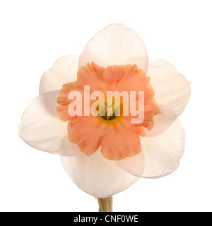 Unico fiore della rosa, giallo e bianco, piccolo-cup daffodil cultivar FRAGOLA Crema contro uno sfondo bianco square Foto Stock