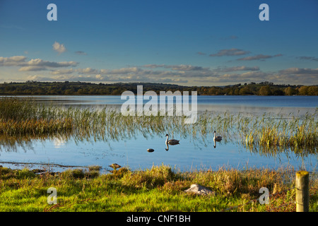 I cigni sul lago Llangorse, Parco Nazionale di Brecon Beacons, Wales, Regno Unito Foto Stock