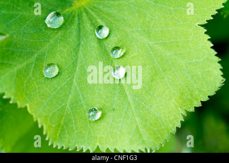 Alchemilla mollis e gocce di rugiada Foto Stock