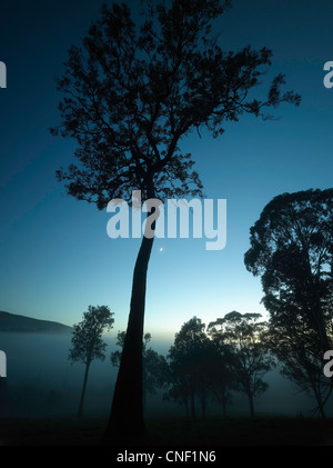 Alberi di eucalipto in twilight mist e luna, in agriturismo vicino a Tilba, NSW AUSTRALIA Foto Stock