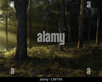 Raggi di sole nel bosco, Wallaga Lake National Park, NSW Australia Foto Stock