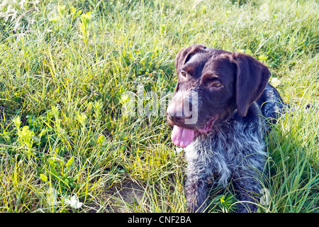 Happy dog sdraiato sul prato verde Foto Stock