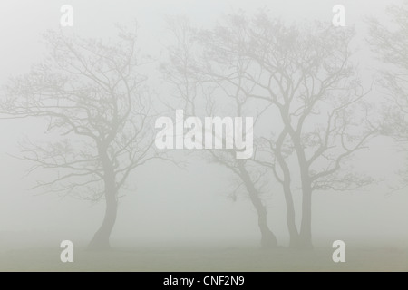 Sagome di Nebbia avvolta di alberi in una nebbiosa mattina di primavera nello Yorkshire Foto Stock