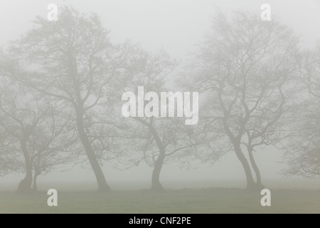 Sagome di Nebbia avvolta di alberi in una nebbiosa mattina di primavera nello Yorkshire Foto Stock