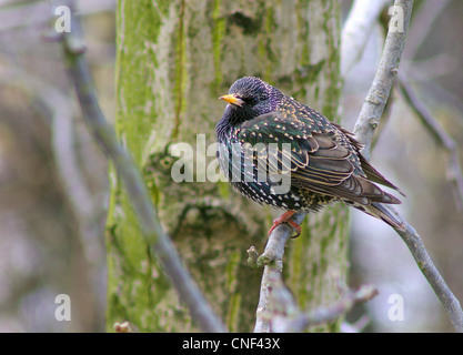 Starling bird seduta sul ramo Sturnus vulgaris Foto Stock