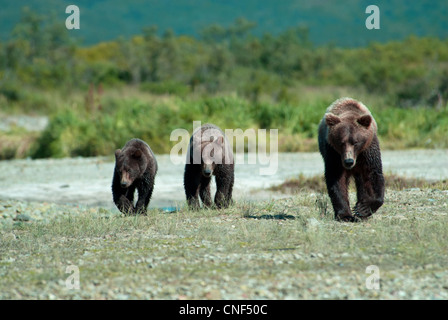 Brownbear seminare con twin cubs a piedi, Kinak Bay, Katmai NP. Alaska Foto Stock