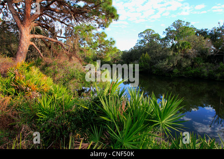 Sud Creek a Oscar Scherer parco dello stato in Florida USA Foto Stock