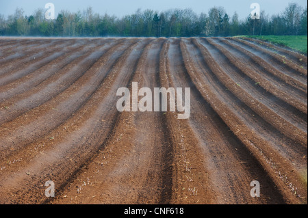 Asparagi in crescita in un campo nella campagna inglese. Oxfordshire, Inghilterra Foto Stock