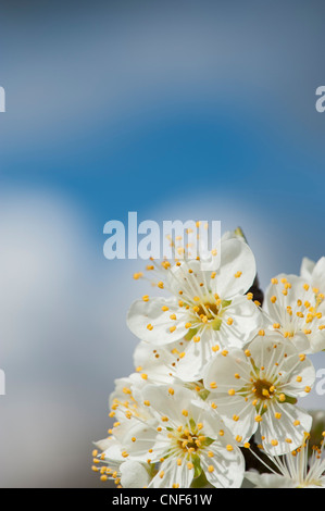 Malus domestica. Albero di Apple Blossom contro blu cielo molto nuvoloso Foto Stock