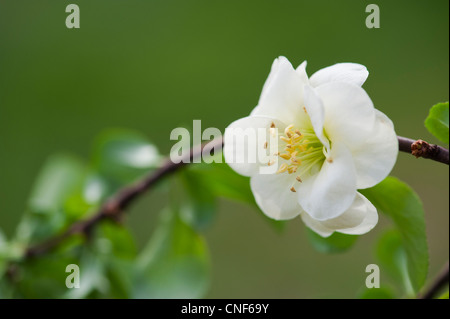 Chaenomeles speciosa 'Yukigoten'. Giapponese fiore di mela cotogna Foto Stock