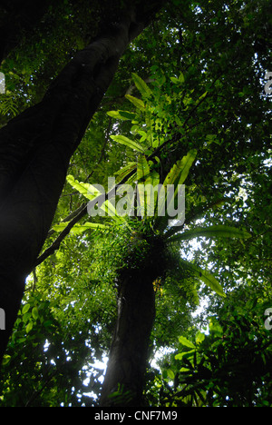 Nido di uccelli fern nella struttura ad albero nella foresta di pioggia nel Parco Nazionale di Lamington Queensland Australia Foto Stock