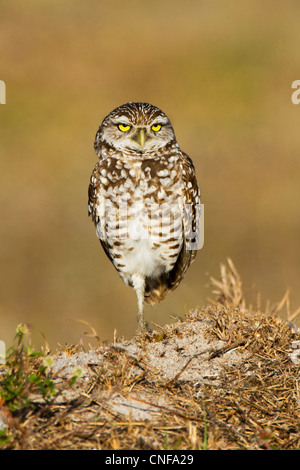 Scavando Il Gufo - Athene cunicularia - stare in piedi su una gamba sola, sfondo pulita, morbida luce calda, ritratto Foto Stock