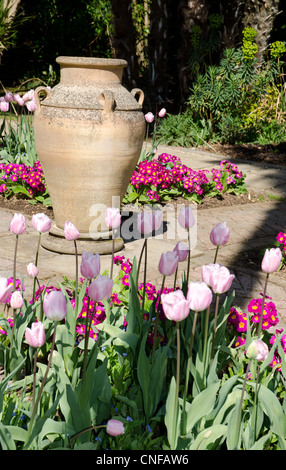 Vaso in terracotta o urn in una molla giardino circondato da primulas e tulipani Foto Stock