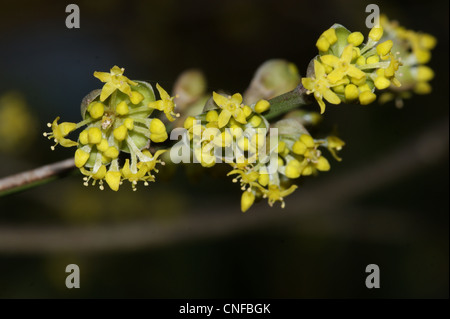 Cornus mas " Golden Gloria' Foto Stock