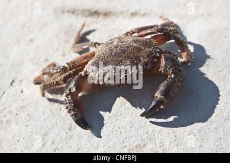 Brown essiccato crab isolato su sfondo grigio Foto Stock