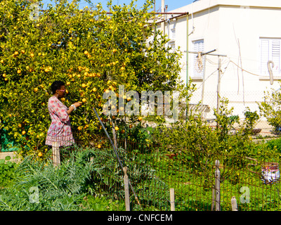 Donna spiumatura limoni in una privata giardino interno vicino a Nicosia nella Repubblica di Cipro Foto Stock