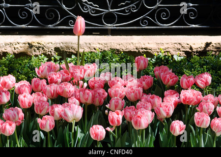 Uno tulip si eleva alto sopra gli altri. Foto Stock