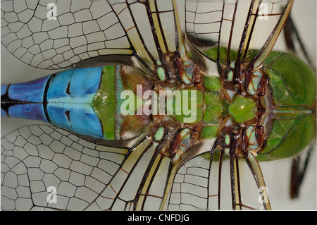 Verde, Darner Anax junius, dragonfly Foto Stock